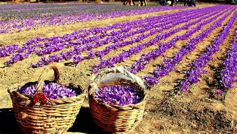 Timely rainfall saves saffron crop, production goes up - Jammu Kashmir ...