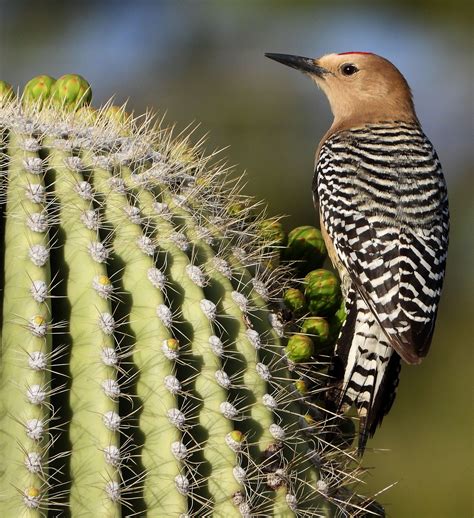 Gila Woodpecker-42319- Bird Life List, Great Hobbies, Birder, Yucca ...