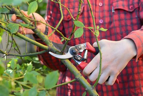 How To Prune Roses 101: Protect Your Roses For Winter