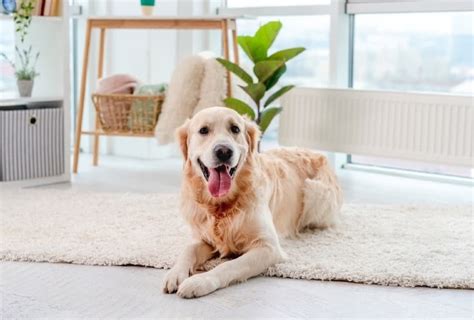 Are Golden Retrievers Hypoallergenic? An Allergy Sufferers Guide to ...