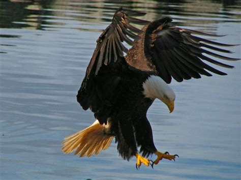 Love the way eagles swoop in for prey. | Bald eagle, Eagle, Pet birds