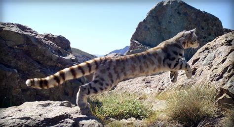 An Andean Cat's Best Friend - Wildlife Conservation Network