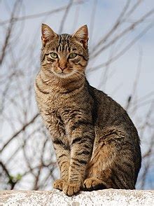 Tabby cat - Simple English Wikipedia, the free encyclopedia