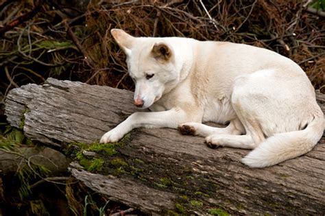 White Dingo Stock Photo - Download Image Now - Aggression, Animal ...