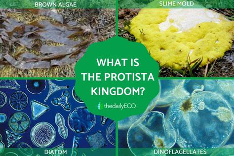 Kingdom Protista - Definition, Characteristics, Classification and Examples