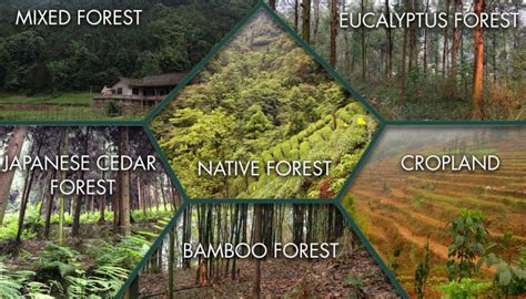 Types of Forest [IMAGE] | EurekAlert! Science News Releases