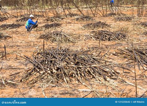 Sugar cane harvesting editorial photography. Image of brazilian - 121225642