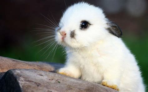 Baby Bunny Wallpapers - Wallpaper Cave