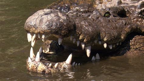 Crocodile Ambush Photos - Cameramen Who Dare - National Geographic ...