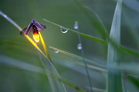 Closeup of Beautiful Fireflies in Nature