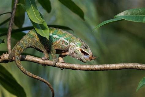 Panther Chameleon Diet Guide