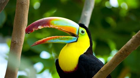 🔥 Download Toucan Wallpaper Fond D Cran Photos En HD by @edwardo ...