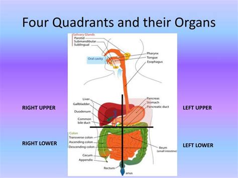 Right Upper Quadrant Diagram