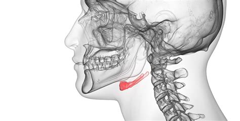 Hyoid Bone - The Definitive Guide | Biology Dictionary