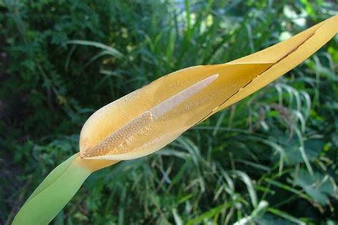 Colocasia esculenta