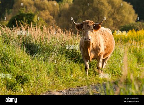 Heck Cattle in the forest Stock Photo - Alamy