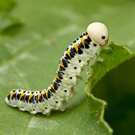 Cimbex quadrimaculatus | Cimbicid Sawfly Larvae eating a lea… | Flickr