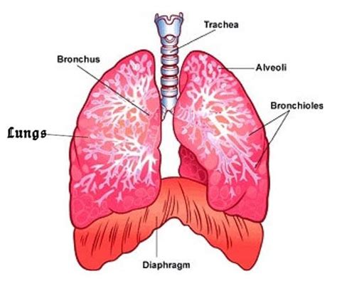 Diagram of Diaphragm - Ramsey Voice Studio