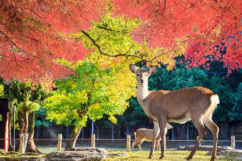 13 Best Things to Do in Nara - What is Nara Most Famous For? – Go Guides