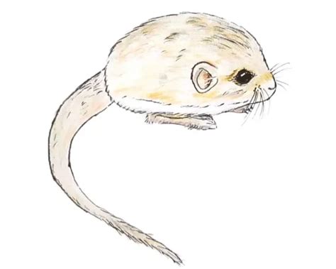 Thick-tailed pygmy jerboa - Facts, Diet, Habitat & Pictures on Animalia.bio