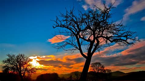 Sunset Trees Sky, HD Nature, 4k Wallpapers, Images, Backgrounds, Photos ...