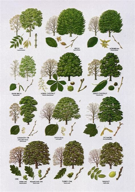 Deciduous Forest Animals List