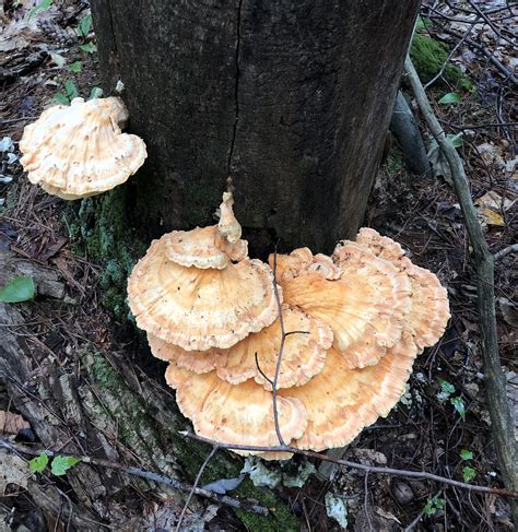 Species Spotlight: the Chicken of the Woods - NH State Parks