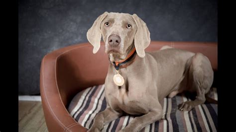 Ralphie - Weimaraner - 3 Weeks Residential Dog Training - YouTube