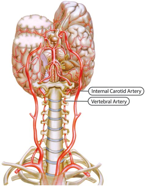 Vertebral and internal carotid arteries. Reprinted with permission by ...