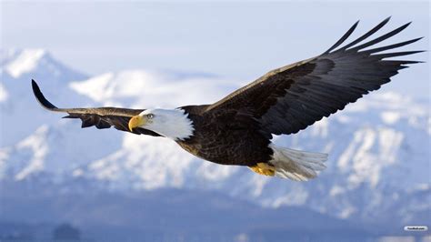 Eagle Flying HD Wallpapers - Top Những Hình Ảnh Đẹp