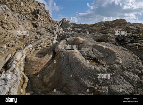 Fossil Forest, Lulworth Cove, Dorset, Engalnd Stock Photo - Alamy