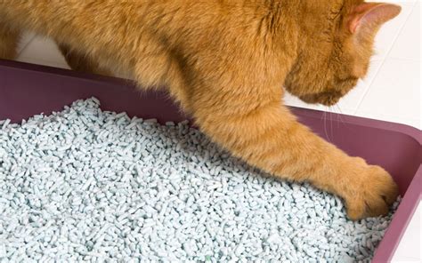 The Best Low Dust Cat Litter Brands Reviewed | iPetCompanion