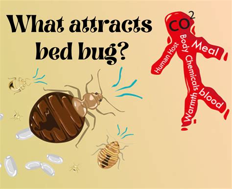 What is the main cause of bed bugs?