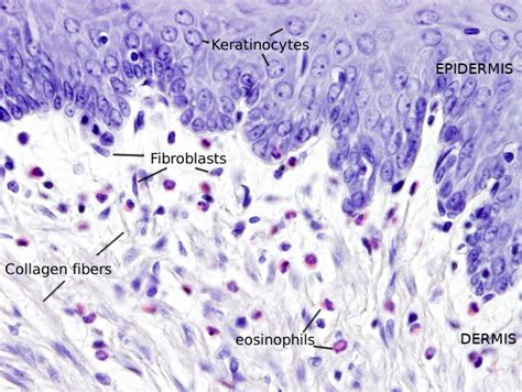 Animal tissues. Connective tissue proper. Atlas of Plant and Animal ...