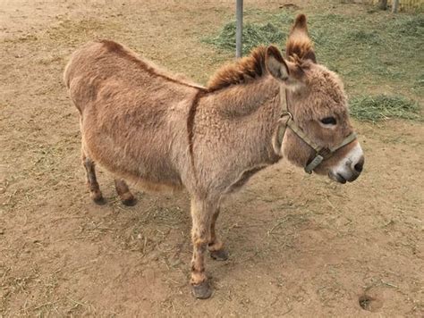 Meet Dominic: a miniature Sicilian donkey