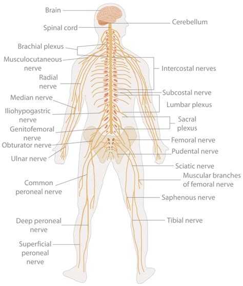 Human Biology fig. 1.30 - Large nerves of the body - English labels ...