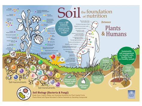 What’s all the buzz about soil health? - Fulfill NJ