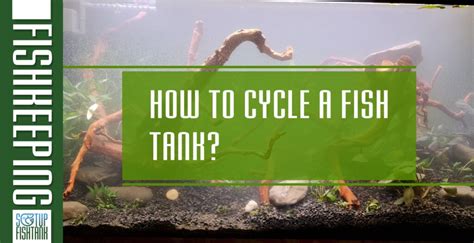 How to cycle a fish tank? - Setup Fish Tank