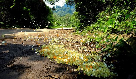 Cuc Phuong National Park Full Day Tour - Explore Vietnam