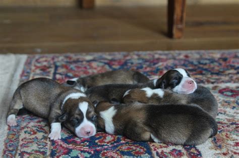 Available Puppies – Cross D Ranch