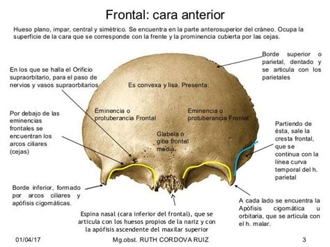 Hueso Frontal. | Huesos del craneo, Huesos de la cabeza, Anatomia ...