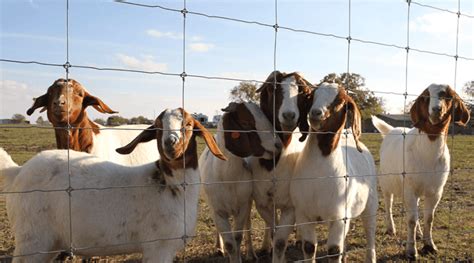 How to Build a Goat Fence - Stay Tuff Fence