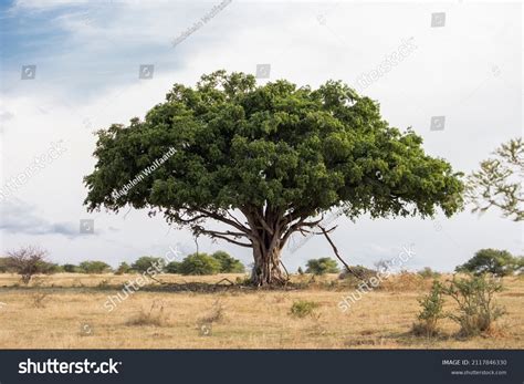 Old Large Wild Fig Tree Standing Stock Photo 2117846330 | Shutterstock