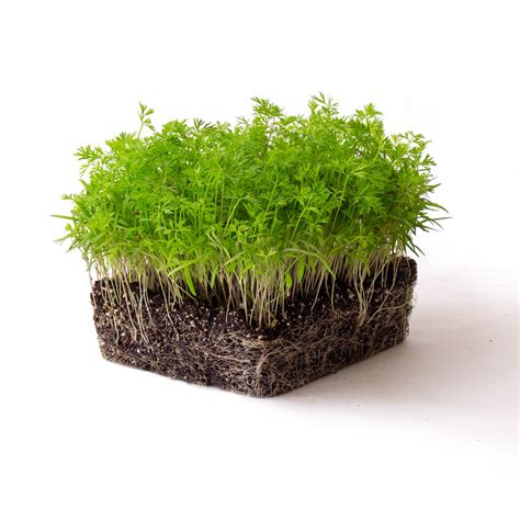 Carrot Microgreens Seeds - 5 Lb Bulk - Non-GMO Micro Greens Seeds ...