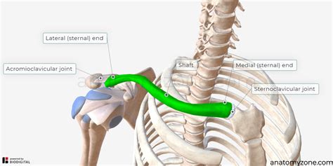 Clavicle - Structures, Muscle Attachments, 3D Model | AnatomyZone