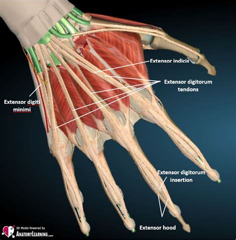 Finger Tendon Anatomy Diagram