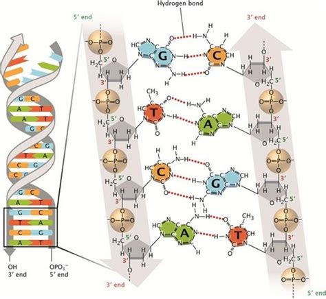 Figure 4 from Discovery of DNA Structure and Function: Watson and Crick ...