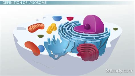 Lysosome | Definition, Function & Structure - Lesson | Study.com