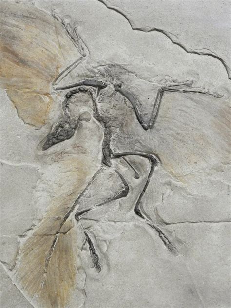 What is Archaeopteryx? What is its significance in evolution?