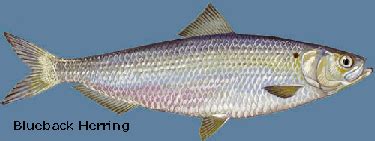 Blueback herring - Alchetron, The Free Social Encyclopedia